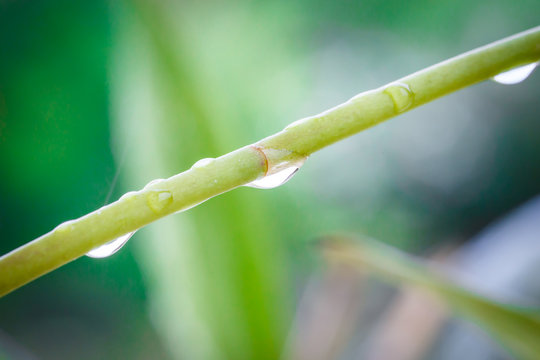 Macro Water drop on green bamboo