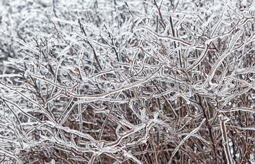 Freezing rain is a natural phenomenon on the shrub in autumn day.