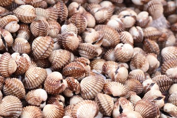 Cockle at street food