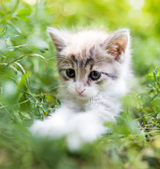 Fototapeta na wymiar Little kitten in green grass in the park