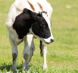 A portrait of a cow grazing on pasture