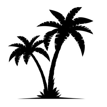 A palm tree silhouettes