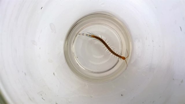 Centipede swimming swimming and trying to climb up a slippy glass tank 4k