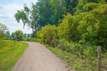 Fototapeta na wymiar Bicycle path through a tree lined field in summer