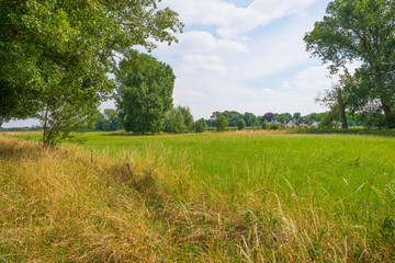 Tree lined meadow below a blue cloudy sky in summer

