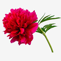 pink peony flower with leaves isolated on white background