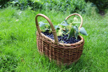 Fototapeta na wymiar Blueberry basket with lime blossom