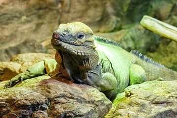 Big green lizard