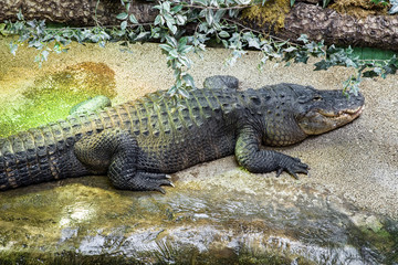 Sleeping big crocodile