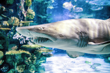 Shark in aquarium - Tropicarium, Budapest