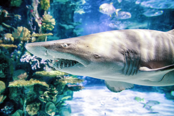 Naklejka premium Shark in aquarium - Tropicarium, Budapest
