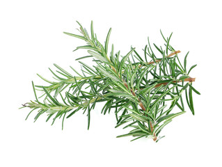 rosemary on a white background