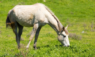 Naklejka na ściany i meble A horse in the pasture on a green lawn
