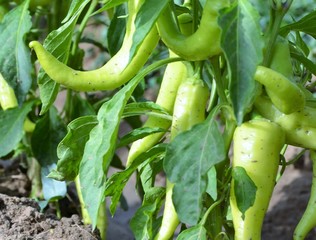 piments