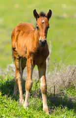 Obraz premium A horse in the pasture on a green lawn