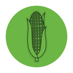 corn vegetable isolated icon vector illustration design