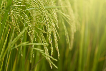 Close-up of riceplant
