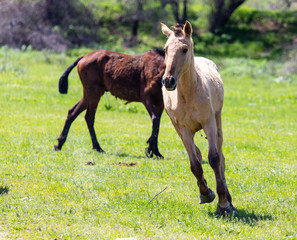 Naklejka na ściany i meble A horse in the pasture on a green lawn