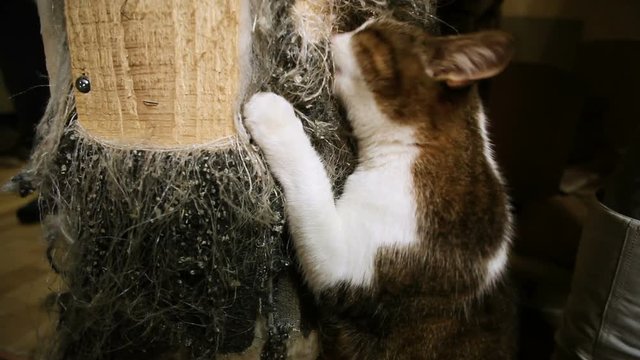 Domestic animals. Tabby cat sharpening claws on handmade scratching post. HD