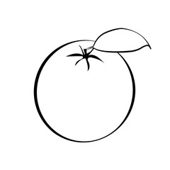 Fresh ripe oranges with leaves. White fruit with black stroke