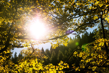 sunset on the black forest area, leaves in the front