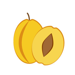 Yellow plum fruit and slice on white background. Vector illustration