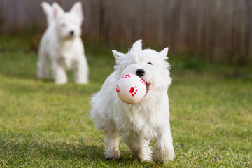 West highland whit terrier