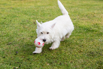 West highland whit terrier