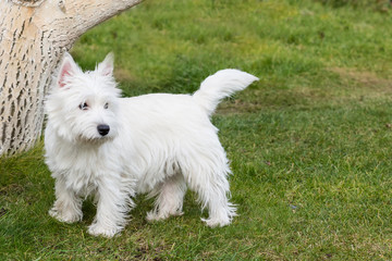 West highland whit terrier
