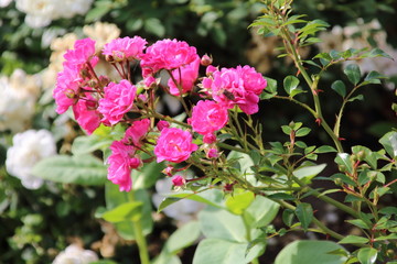 Beautiful pink rose in a garden
