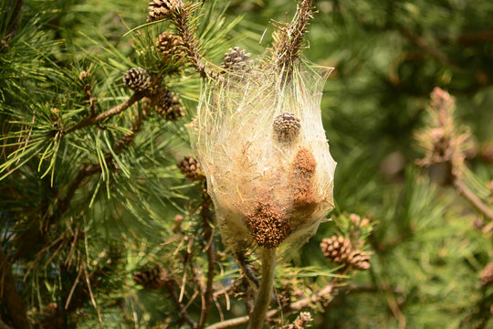 Processonaria del pino (Thaumetopoea pityocampa) - nido con bruchi