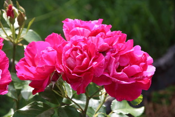 Beautiful pink rose in a garden
