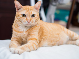 Portrait of Ginger Cat