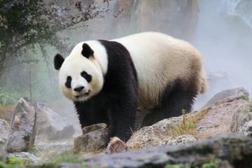 Fototapeta premium Panda Beauval