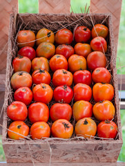 Tomato in wooden box