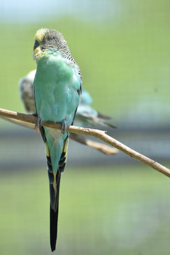 Light Pale Blue and Pale Yellow Common Parakeet