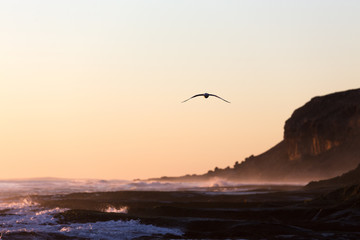 A silhouetted bird flies down an isolated Australian coastline during a beautiful golden sunset.