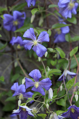Clematis oder Waldrebe Bl&uuml;ten  (Clematis)