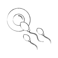 Fertilization of the ovum by the spermatozoon vector illustration design