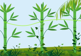 Vector green bamboo plants