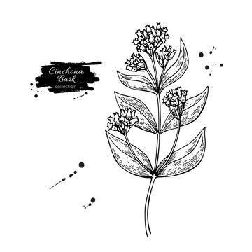 Cinchona quinine vector drawing. Isolated medical flower and leaves. Herbal engraved style illustration.