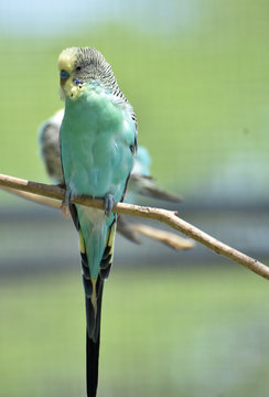 Light Blue and Pale Yellow Common Parakeet Bird