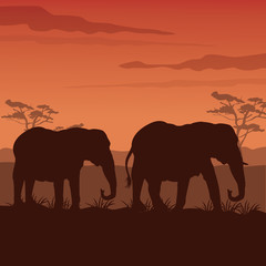 Fototapeta na wymiar color sunset scene african landscape with silhouette elephants walking
