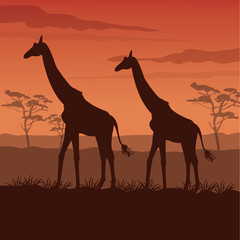 color sunset scene african landscape with silhouette giraffes standing