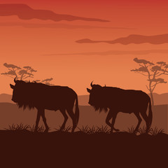 color sunset scene african landscape with silhouette pair wildebeest standing
