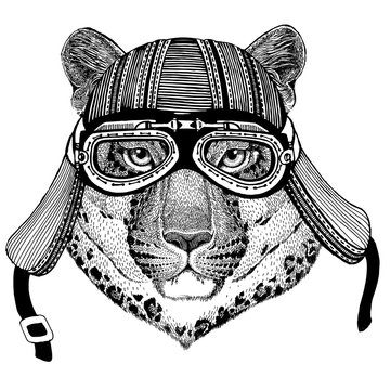 Wild cat Leopard Cat-o'-mountain Panther Wild animal wearing biker motorcycle aviator fly club helmet Illustration for tattoo, emblem, badge, logo, patch