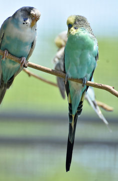 Pair oF Budgies Sitting Together on a Tree Branch