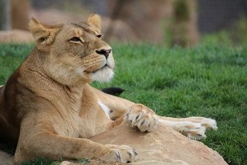 Lionne
