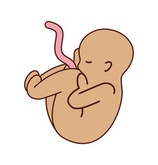 human fetus isolated icon vector illustration design