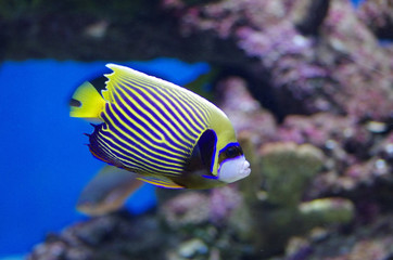 Fototapeta na wymiar The emperor angelfish, Pomacanthus imperator